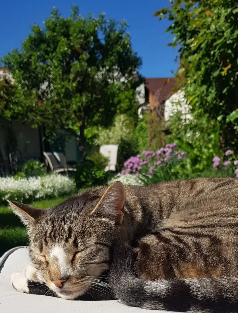 Pisica din grădina Lullula, la soare